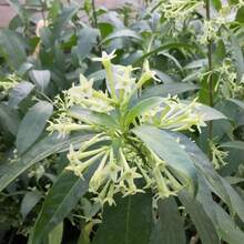 Flower Seeds - View 3