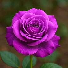 Flower Seeds - View 4