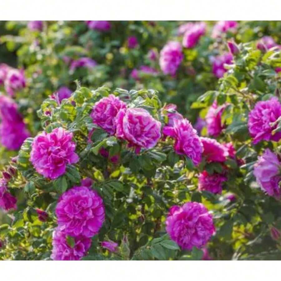 1000 Graines de Œillets Classiques, Magnifique Plante à Fleurs Coupées pour la Décoration de la Maison, du Jardin et du Balcon - Voir 1