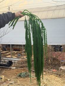 1/2/3/4/5件人造紫藤垂吊花，水滴形串掛植物，婚禮絲綢人造莧花，酒紅色婚禮花，瀑布婚禮花束，適用於婚禮背景裝飾、酒店裝飾、DIY花藝材料、花瓶填充、牆面裝飾、母親節、生日、派對、禮物等 - 墨綠色 - 查看 6