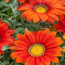 Graines de Gazania résistante à la sécheresse, nuances rouges, plante de couverture au sol - 50 graines - Voir 5