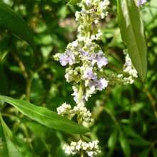 Seeds 10 Chastetree Seeds (Vitex Negundo) - Grow Purple Flowers - Variant1 - View 4