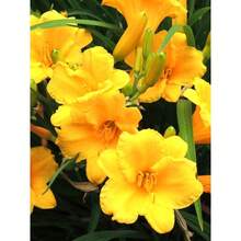 205pcs Yellow Flower Seeds Are Suitable For Planting In The Garden - 205 - View 4