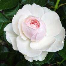 Pink Earth Angela Multi-Flower Rose Seeds - Perennial - Authentic Seeds - Mixed Seeds - SEED - View 5