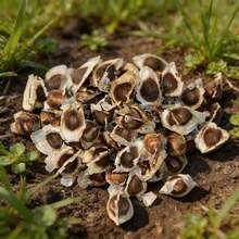 Flower Seeds - View 4