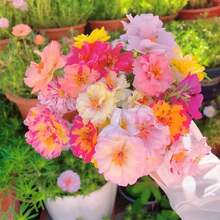 Sementes de flores - Ver 4