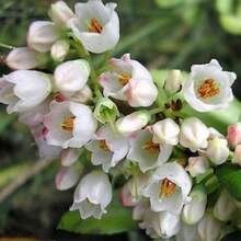 Semillas de flores - Ver 9