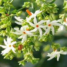 206 fleurs de jasmin, graines - Convient pour les jardins, les espaces intérieurs, les espaces verts extérieurs et les aménagements paysagers. - Voir 3