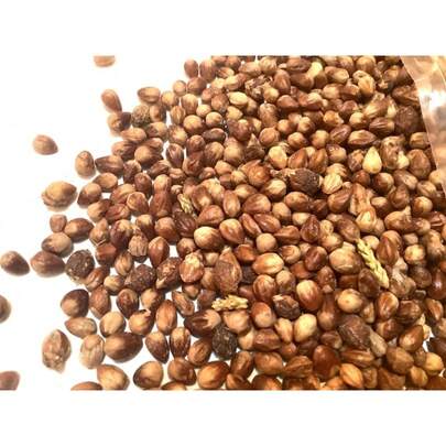 Flower Seeds