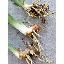 Flower Seeds - View 4