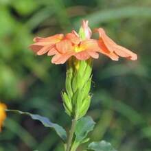 Seeds OrganicOrange Firecracker Flower Seeds (70) - Crossandra Infundibuliformis - 變體1 - 查看 7