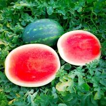33 graines de pastèque Sugar Baby pour la plantation - Graines de fruits anciennes non-OGM de qualité supérieure pour la création d'un jardin domestique - Voir 4