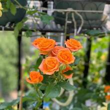 Flower Seeds - View 4