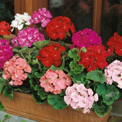 Flower Seeds
