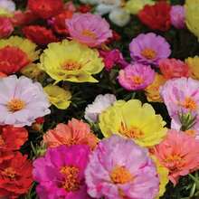 Sementes de flores - Ver 3