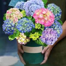 Sementes de flores - Ver 4