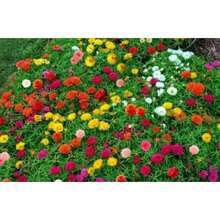 Flower Seeds - View 3