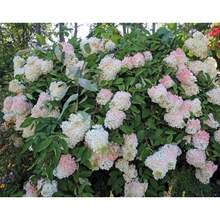 Flower Seeds - View 3