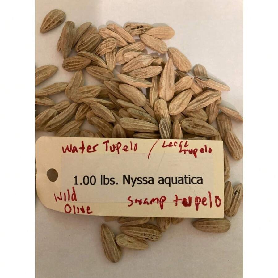 Seeds 1 Lb Wild Olive Tree Seeds (Nyssa Aquatica) - Swamp Tupelo - 10 Seeds - View 1