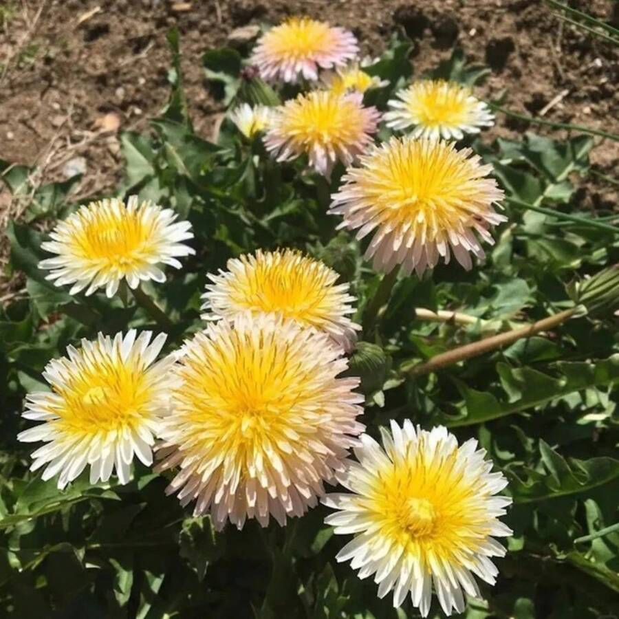 Flower Seeds - View 1