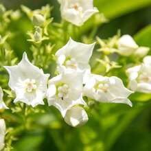 Flower Seeds - View 1