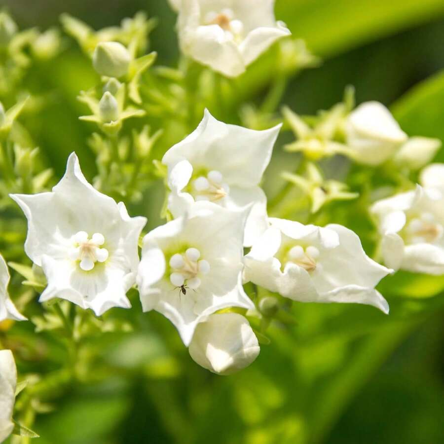 Flower Seeds - View 1