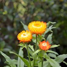200 Graines de Fleurs en Paille de Couleurs Variées, Faciles à Faire Germer et à Cultiver, Idéales pour Jardin, Cour, Hall d'entrée, Terrasse et Balcon.Résistant au froid et adapté à toutes les saisons, convient pour le bricolage,  de déstockage de plantes vivantes, graines de légumes, plantes d'hosta, plantes de jardinage, graines de fleurs, plantes d'extérieur, semillas de flores para sembrar, déstockage de jardinage, toutes les plantes en déstockage pour l'extérieur, répulsif anti-moustiques, plantes de jardin d'extérieur, graines pour la plantation, graines de fleurs vivaces, graines de plantes. - Voir 1