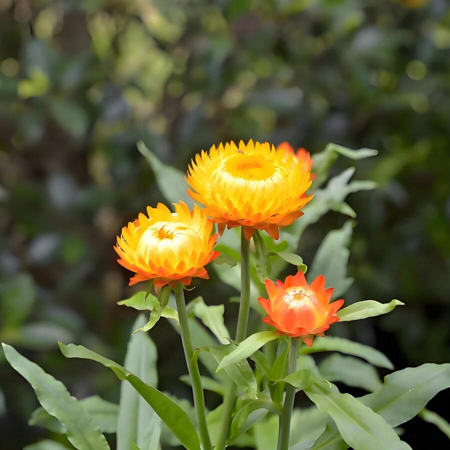 200 Graines de Fleurs en Paille de Couleurs Variées, Faciles à Faire Germer et à Cultiver, Idéales pour Jardin, Cour, Hall d'entrée, Terrasse et Balcon.Résistant au froid et adapté à toutes les saisons, convient pour le bricolage,  de déstockage de plantes vivantes, graines de légumes, plantes d'hosta, plantes de jardinage, graines de fleurs, plantes d'extérieur, semillas de flores para sembrar, déstockage de jardinage, toutes les plantes en déstockage pour l'extérieur, répulsif anti-moustiques, plantes de jardin d'extérieur, graines pour la plantation, graines de fleurs vivaces, graines de plantes. - Voir 1