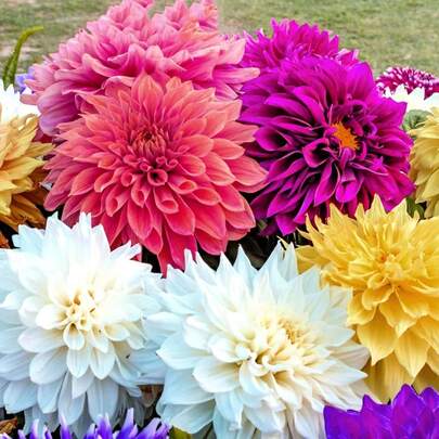 Flower Seeds