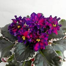 Plant Seeds - View 2