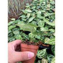 Flower Seeds - View 3