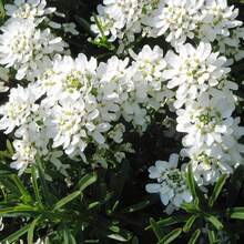 Flower Seeds - View 3