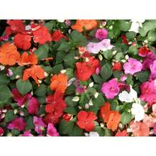 Semillas de plantas - Ver 2