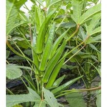 Flower Seeds - ดู 1