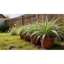 Nasiona kwiatów - Zobacz 5