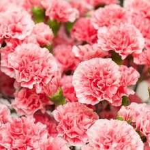 Semi di fiori - Visualizzare 5