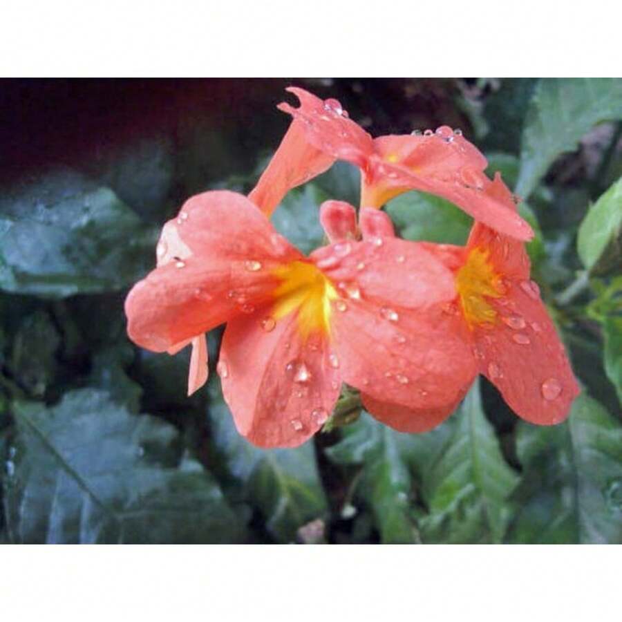 Seeds OrganicOrange Firecracker Flower Seeds (70) - Crossandra Infundibuliformis - 變體1 - 查看 1