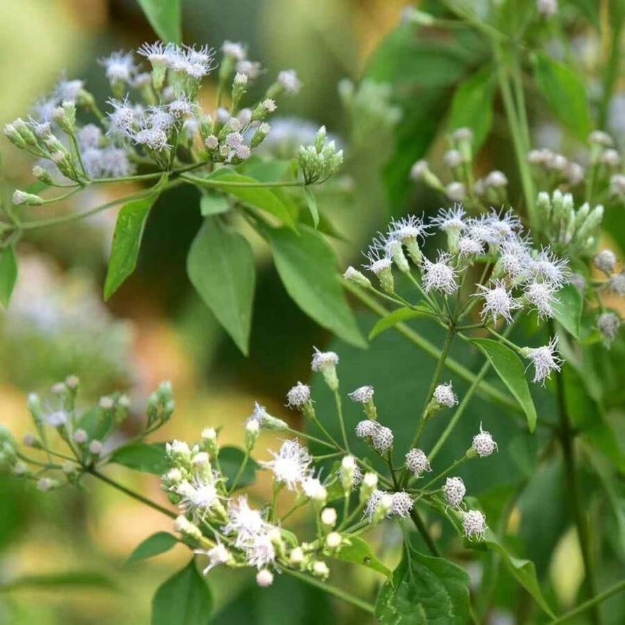 Graines d'Eupatorium - Graines de fleurs d'Eupatorium perfoliatum (Boneset) - 10 000 graines - Voir 1