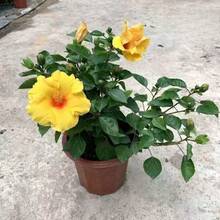 Flower Seeds - View 4