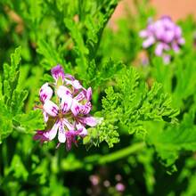 Flower Seeds - View 3