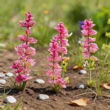 350Pcs Sage Seeds Multi-Use Aromatic Herb Beginner Friendly Perfect Gift For Plant & Cooking Lovers - 350 Seeds - View 4