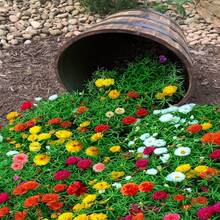 Plantera frön - Visa 4