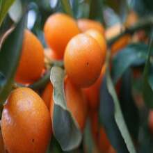 Flower Seeds - View 4