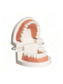 نموذج أسنان طبية، قالب أسنان طبي نموذجي ممارسة التنظيف باستخدام فرشاة الأسنان، نموذج العناية بالفم - متعدد الألوان - مشاهدة 7