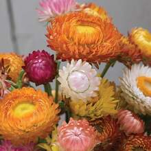 200 Graines de Fleurs en Paille de Couleurs Variées, Faciles à Faire Germer et à Cultiver, Idéales pour Jardin, Cour, Hall d'entrée, Terrasse et Balcon.Résistant au froid et adapté à toutes les saisons, convient pour le bricolage,  de déstockage de plantes vivantes, graines de légumes, plantes d'hosta, plantes de jardinage, graines de fleurs, plantes d'extérieur, semillas de flores para sembrar, déstockage de jardinage, toutes les plantes en déstockage pour l'extérieur, répulsif anti-moustiques, plantes de jardin d'extérieur, graines pour la plantation, graines de fleurs vivaces, graines de plantes. - Voir 2
