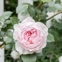 Pink Earth Angela Multi-Flower Rose Seeds - Perennial - Authentic Seeds - Mixed Seeds - SEED - View 4