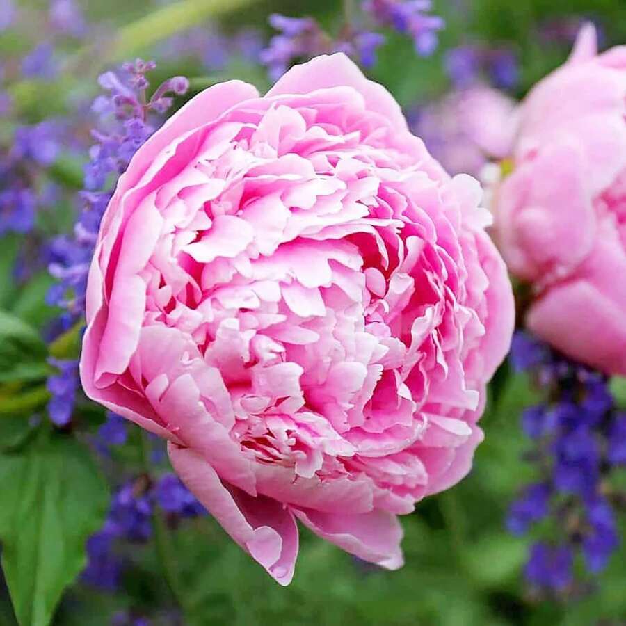 Blomfrön - Visa 1