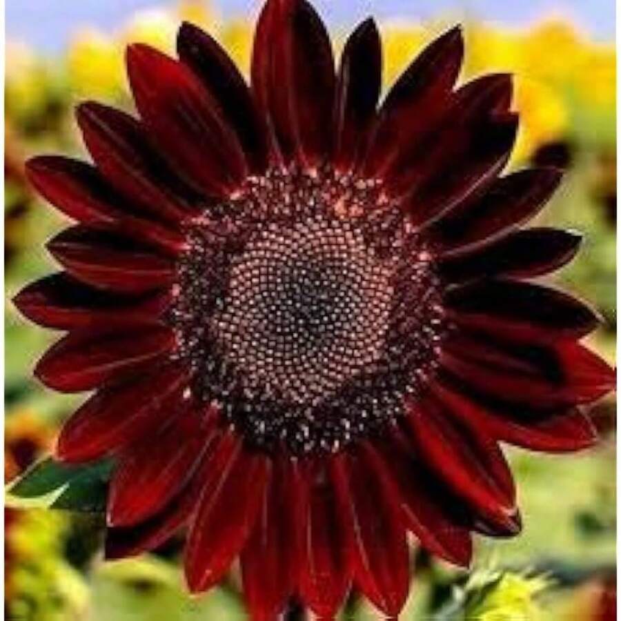 100 graines de tournesol Red Velvet Queen - Voir 1