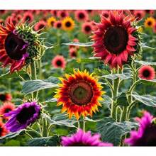 228 graines de fleurs, idéales pour la plantation dans le jardin domestique, un excellent cadeau pour les amateurs de jardinage. - Voir 1
