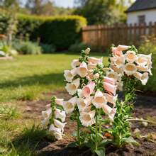 6000 Graines de Fleurs de Gantier : Beauté Durable Indispensable pour Jardin, Balcon et Maison - Voir 5